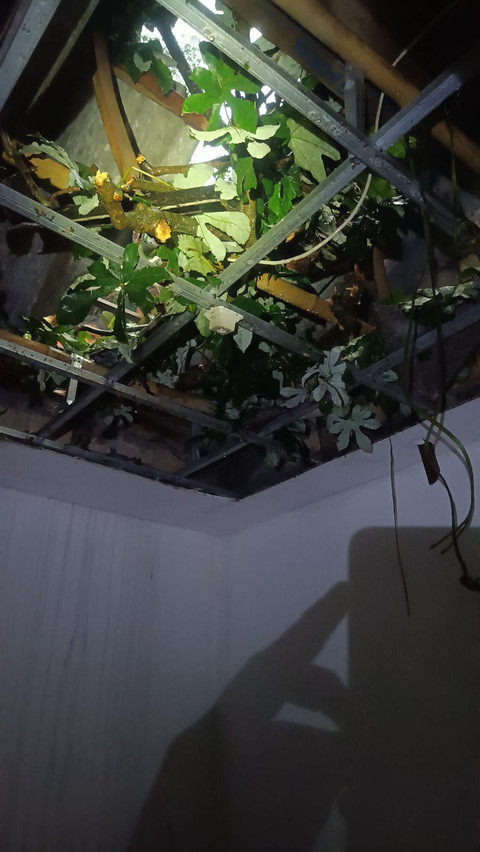 Pohon tumbang di Kota Bogor, Jumat (20/3). Foto: Dok. Istimewa