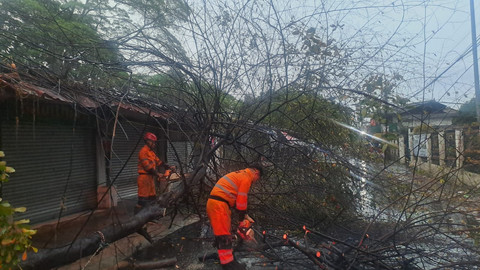 Pohon tumbang di Kota Bogor, Jumat (20/3). Foto: Dok. Istimewa