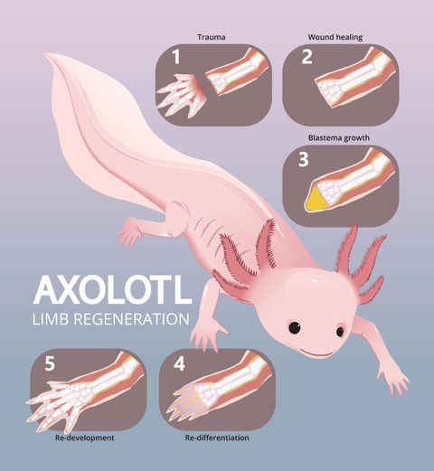 Kemampuan Regenerasi Alami Axolotl (Sumber: AI)