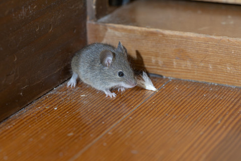 Ilustrasi tikus bermunculan di rumah yang ditinggal mudik. Foto: Kelly Marken/Shutterstock