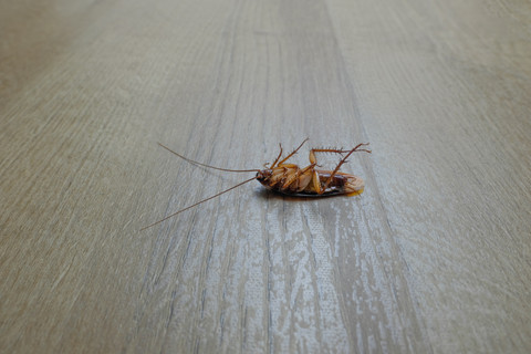 Ilustrasi kecoak bermunculan di rumah yang ditinggal mudik. Foto: Hakaroo Project/Shutterstock