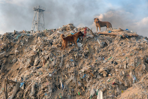 Dua ekor anjing berjalan di atas tumpukan sampah kiriman yang menggunung di Pantai Kedonganan, Badung, Bali, Kamis (26/3/2026). Foto: Nyoman Hendra Wibowo/ANTARA FOTO