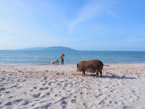 Koh Madsum, pulau yang dihuni babi di Thailand Foto: suttirat wiriyano/Shutterstock
