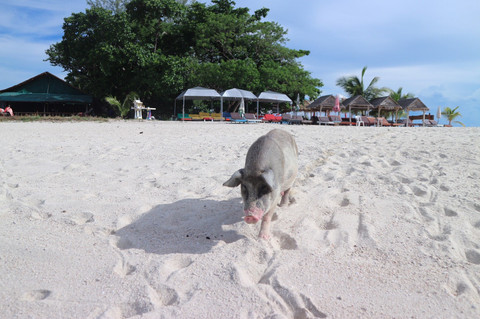 Koh Madsum, pulau yang dihuni babi di Thailand Foto: Amazingness/Shutterstock