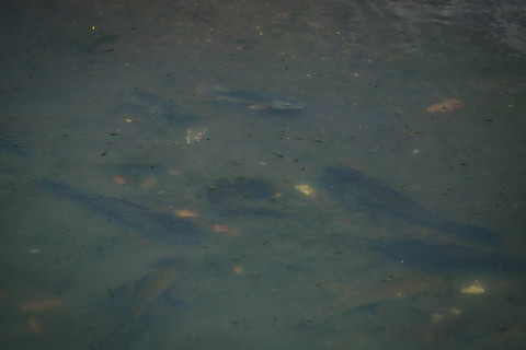 Sejumlah ikan sapu-sapu terlihat berada di sungai di samping Plaza Indonesia, Jakarta, Selasa (31/3/2026). Foto: Jamal Ramadhan/kumparan