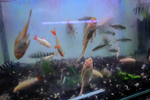 Ikan hias yang dijual di pasar ikan hias di kawasan Taman Lawang, Jalan Sumenep, Menteng, Jakarta Pusat, Selasa (31/3/2026). Foto: Jamal Ramadhan/kumparan