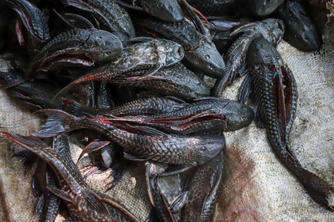 Warga menunjukkan hasil tangkapan ikan sapu-sapu di aliran Kali Bekasi, kawasan Margahayu, Bekasi Timur, Jawa Barat, Rabu (1/4/2026). Foto: Iqbal Firdaus/kumparan
