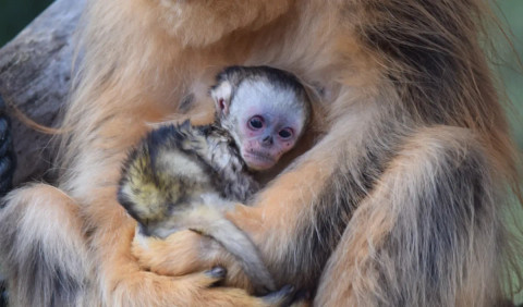 Seekor monyet hidung pesek emas yang baru lahir di sebuah kebun binatang di Prancis. Foto: ZooParc de Beauval