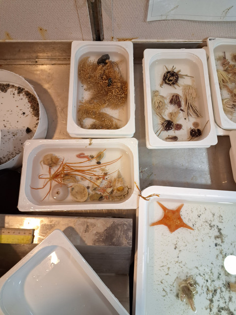 Objek penelitian Ezra di Antarktika. Foto: Dok. Ezra