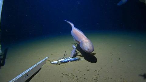 Seekor Bassozetus sp., sejenis belut cusk, terlihat oleh tim di kedalaman laut Jepang. Foto: Jamieson et al., 2026, Minderoo-UWA Deep-Sea Research Centre, Inkfish and Caladan Oceanic
