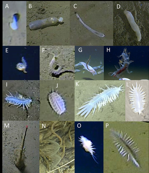 Makhluk aneh yang ditemukan selama ekspedisi yang dilakukan di lepas pantai laut Jepang. Foto: Biodiversity Data Journal