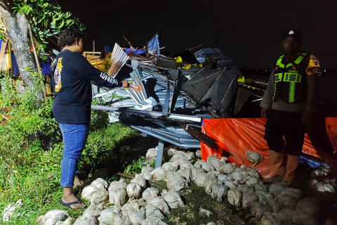Kandang ayam mengalami kerusakan akibat puting beliung di Kabupaten Pati pada Sabtu (11/4/2026). Foto: Dok. Polresta Pati