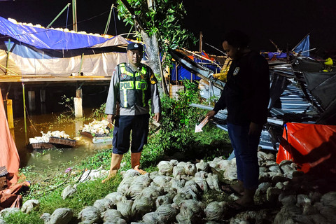 Kandang ayam mengalami kerusakan akibat puting beliung di Kabupaten Pati pada Sabtu (11/4/2026). Foto: Dok. Polresta Pati