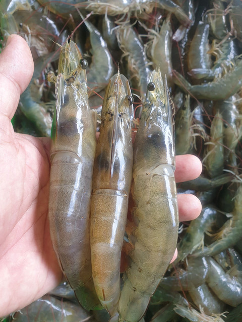 Ilustrasi udang. Foto: Dokumentasi pribadi