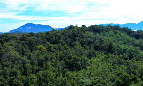 Ilustrasi hutan di Kalimantan Barat. Foto: Martinus Sallo/Shutterstock