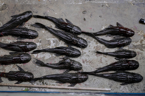 Petugas gabungan menangkap ikan sapu-sapu di sungai yang berada di samping Plaza Indonesia, Jakarta, Jumat (17/4/2026). Foto: Jamal Ramadhan/kumparan