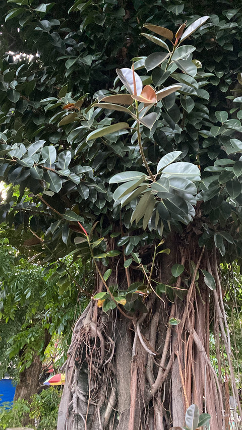 Gambar: Bentuk pohon dan daun karet kebo. sumber: Dokumentasi pribadi