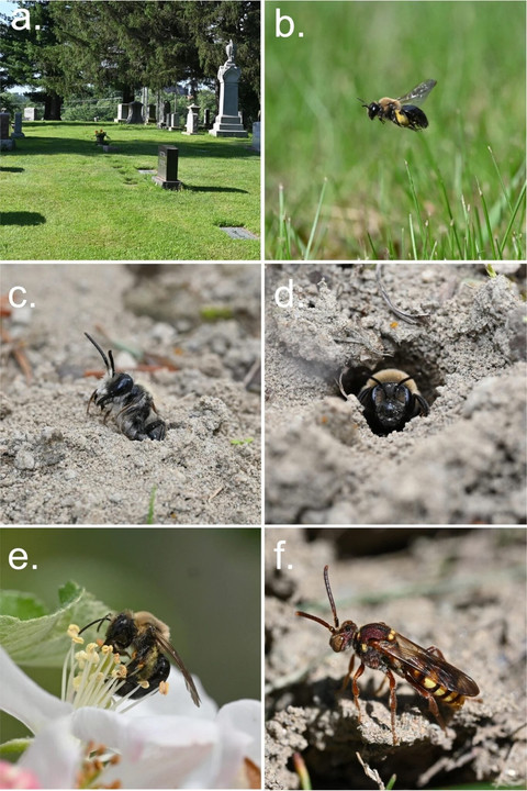 A) Area dengan kepadatan sarang tinggi di Pemakaman East Lawn, b) A. regularis betina sedang terbang, c) A. regularis jantan muncul dari sarang untuk pertama kalinya, d) A. regularis betina di pintu masuk sarang, e) A. regularis betina di bunga apel di Kebun Buah Cornell, dan f) Nomada imbricata betina memeriksa pintu masuk sarang A. regularis . (Hoge dkk., Apidologie , 2026)
