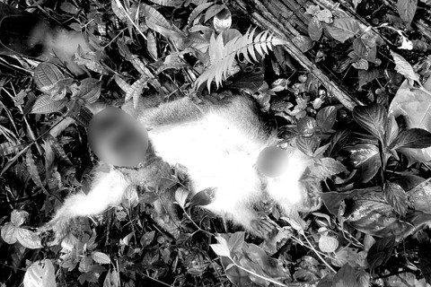 Seekor monyet liar berhasil dilumpuhkan setelah sempat menyerang dua orang warga Desa Cimanggu, Kecamatan Cibeber, Kabupaten Cianjur, Jawa Barat. Foto: Polsek Cibeber