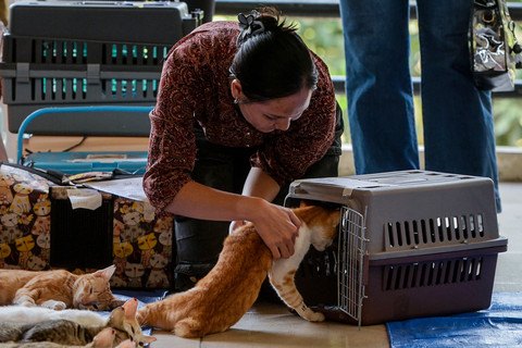 Warga memasukkan kucing yang telah disterilisasi ke dalam kandang di Tempat Promosi Hasil Perikanan (TPHP) Cengkareng, Jakarta, Senin (20/4/2026). Foto: Putra M. Akbar/ANTARA FOTO
