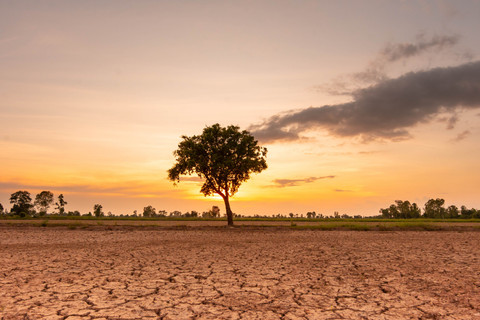 Ilustrasi kemarau. Foto: Neenawat Khenyothaa/Shutterstock