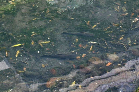 Sejumlah ikan sapu-sapu masih terlihat di kawasan Bundaran HI, Jakarta Pusat, Selasa (21/4/2026). Foto: Nauval Pratama/kumparan