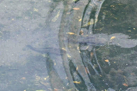 Sejumlah ikan sapu-sapu masih terlihat di kawasan Bundaran HI, Jakarta Pusat, Selasa (21/4/2026). Foto: Nauval Pratama/kumparan