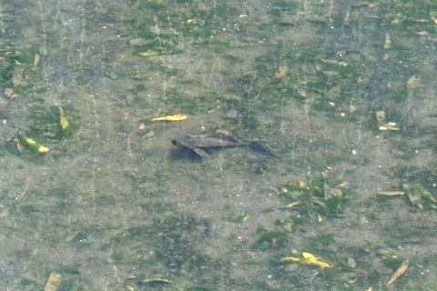 Sejumlah ikan sapu-sapu masih terlihat di kawasan Bundaran HI, Jakarta Pusat, Selasa (21/4/2026). Foto: Nauval Pratama/kumparan