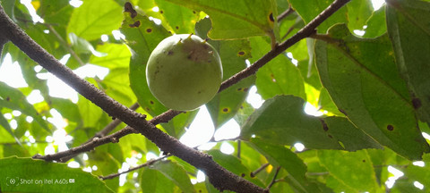 Buah rukam yang belum matang. Foto: Dokumentasi pribadi