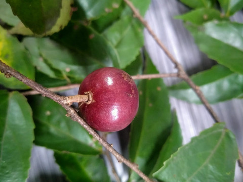 Buah rukam yang sudah matang. Foto: Dokumentasi pribadi