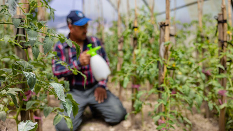 Foto arsip: Aluminium fosfida digunakan untuk melindungi tanaman dari serangga.