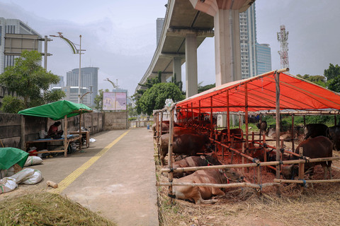 Sejumlah sapi berjejer di kandang semi permanen di Jalan Gatot Subroto, Jakarta, Kamis (23/4/2026). Foto: Jamal Ramadhan/kumparan