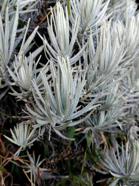 Bunga Edelweis Jawa, tumbuhan pionir di lahan vulkanik. Foto: Dokumentasi pribadi