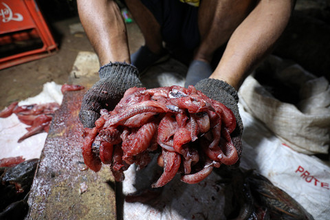 Nelayan ikan sapu-sapu menunjukkan daging ikan sapu-sapu di kawasan Bogor, Jawa Barat, Kamis (23/4/2026). Foto: Aditia Noviansyah/kumparan