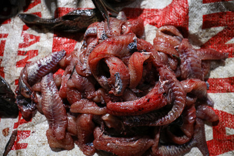 Daging ikan sapu-sapu di kawasan Bogor, Jawa Barat, Kamis (23/4/2026). Foto: Aditia Noviansyah/kumparan