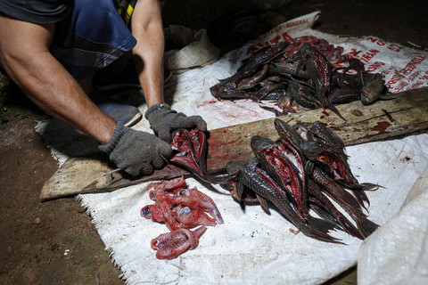 Nelayan ikan sapu-sapu mengolah daging ikan sapu-sapu di kawasan Bogor, Jawa Barat, Kamis (23/4/2026). Foto: Aditia Noviansyah/kumparan