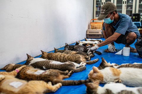 Petugas mencukur kucing yang akan disterilisasi di Kampung Tengah, Kramat Jati, Jakarta, Jumat (24/4/2026). Foto: Rakha Raditya Yahya/ANTARA FOTO