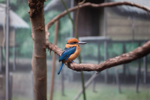 Seekor Burung Kingfisher Mikronesia. Foto: Kristina Ethridge/Shutterstock