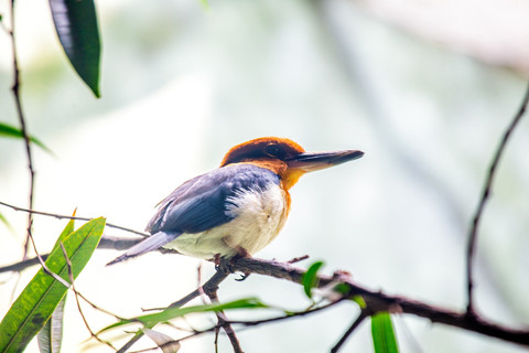 Seekor Burung Kingfisher Mikronesia. Foto: fluffandshutter/Shutterstock