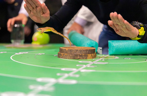 Seorang peserta memandu kataknya untuk melompat selama kontes lompat Frognight ke-47 di Lokve, Kroasia, Sabtu (25/4/2026). Foto: Antonio Bronic/REUTERS