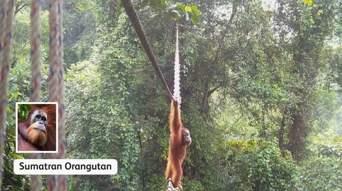 Seekor orangutan sumatra pakai jembatan buatan untuk menyebrangi jalan umum. Foto: YouTube/Sumtran Orangutan Society