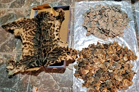 Barang bukti kulit Harimau Dahan dan sisik Tenggiling yang berhasil diamankan Polres Padangsidimpuan. Foto: Dok. Polres Padangsidimpuan