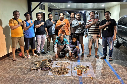 Barang bukti kulit Harimau Dahan dan sisik Tenggiling yang berhasil diamankan Polres Padangsidimpuan. Foto: Dok. Polres Padangsidimpuan