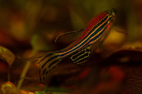 Sumber foto: https://pixabay.com/id/photos/danio-rerio-ikan-zebra-ikan-4996599/ diakses secara online 28 April 2026