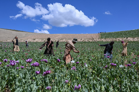 Personel keamanan Taliban menghancurkan perkebunan opium di distrik Yaftal Sufla, provinsi Badakhshan pada 4 Mei 2026. Foto: Omer Abrar / AFP