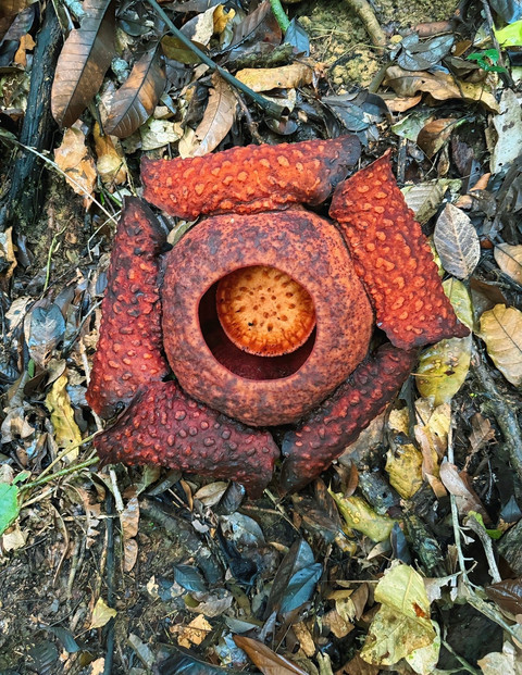Bunga Rafflesia Tuan Mudae terdapat di Hutan Adat Bukit Selapar, Sungai Betung Kabupaten Bengkayang, Kalimantan Barat. Foto: Dokumentasi pribadi