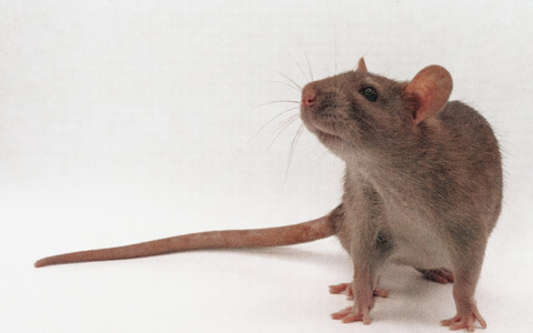 Ilustrasi tikus. Foto: CatchingLightPhotography/Shutterstock