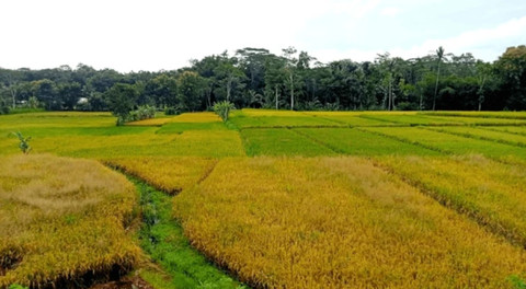Sawah yang luas siap panen di suatu desa, Donomulyo, Malang Selatan, Jawa Timur. Foto: Shuterstock