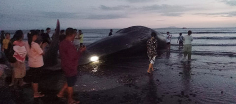 Satu ekor paus sperma sepanjang 15 meter terdampar di pesisir Pantai Anyar Sari, Banjar Anyar Sari, Desa Nusa Sari, Kecamatan Melaya, Selasa (5/5) sekitar pukul 14.00 WITA. Foto: Dok. Polres Jembrana