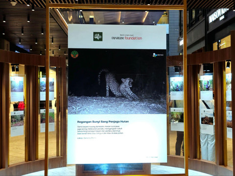 Bakti Lingkungan Djarum Foundation (BLDF) bersama Yayasan SINTAS Indonesia dan Kementerian Kehutanan bersinergi menghadirkan survei populasi Macan Tutul Jawa, Java-Wide Leopard Survey (JWLS). Foto: kumparan